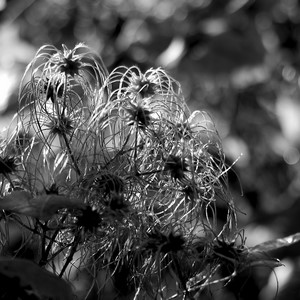 Bouquet de clématite de Virginie - France  - collection de photos clin d'oeil, catégorie plantes